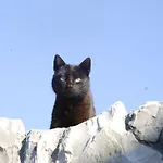 Silvana * Lastovo